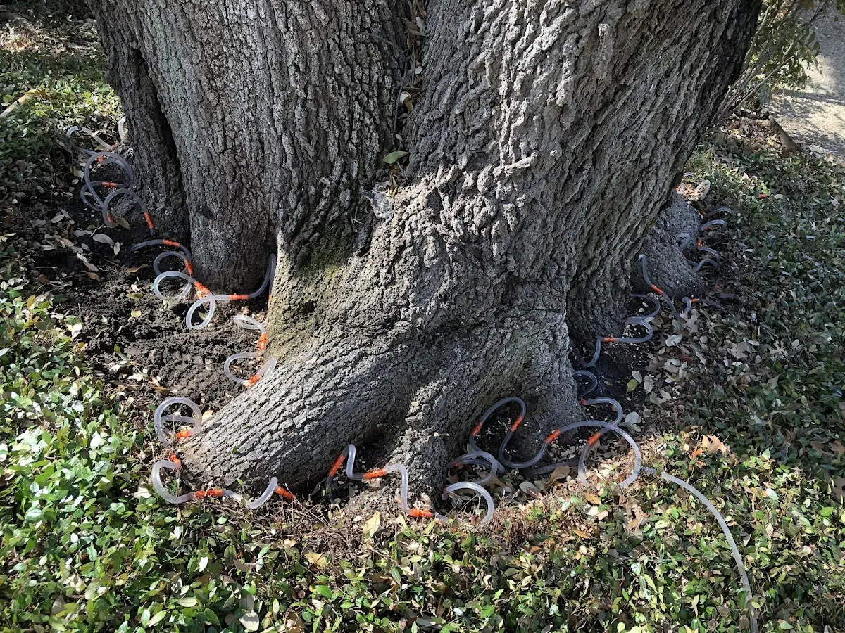 Detailed Tree Cabling and Bracing job site in Omer