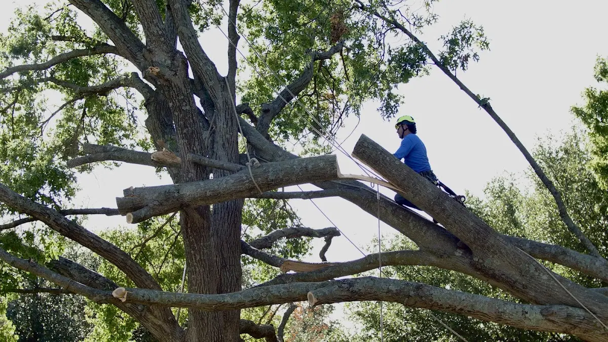 Professional Crown Thinning performed by certified arborists in Omer